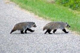 Badger Photos