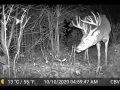 13 Point Buck WI 13 Point Buck WI
