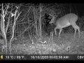 Wisconsin Buck on Trail Camera Wisconsin Buck on Trail Camera