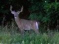Wisconsin Bucks Wisconsin Bucks