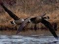 Geese Geese