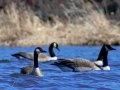 Waterfowl Waterfowl