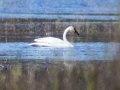 Swan WI Swan WI