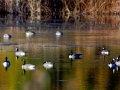 Fall Canadian Goose Hunting Fall Canadian Goose Hunting
