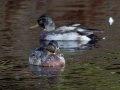 Waterfowl WI Waterfowl WI