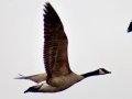Goose Goose