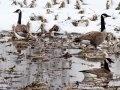 Geese Hunting Geese Hunting