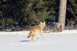 Coyote Photos