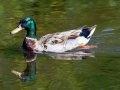 Wisconsin Mallard Duck - Male Wisconsin Mallard Duck - Male