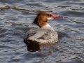 Common Merganser - Female Common Merganser - Female