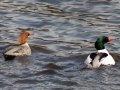 Common Mergansers Common Mergansers