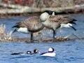 Wisconsin Waterfowl Wisconsin Waterfowl