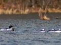 Ducks WI Ducks WI