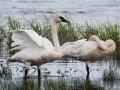 Wisconsin Trumpeter Swans Wisconsin Trumpeter Swans