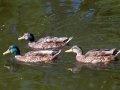 Mallards Mallards