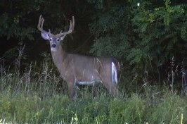 Whitetail Deer Photos