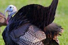 Wild Turkey Photos
