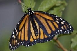 Monarch Butterfly Photos