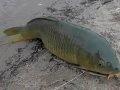 Photo of a Common Carp Photo of a Common Carp