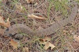 Eastern Hognose Snake Photos