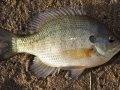 Photo of a Bluegill  Photo of a Bluegill