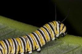 Butterfly Rearing Stage 3 Photos