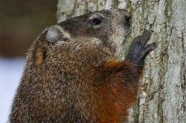 Ground Hog Photos