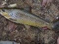 Photo of a Brown Trout Photo of a Brown Trout