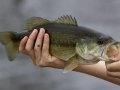 Photo of a Largemouth Bass Photo of a Largemouth Bass