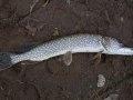 Photo of a Northern Pike Photo of a Northern Pike