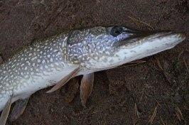 Northern Pike Photos