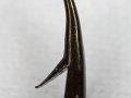 Photo a the Point of a fishing hook Photo a the Point of a fishing hook