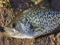 Photo of a Crappie Photo of a Crappie