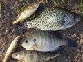 Photo of Panfish. Photo of Panfish.