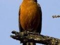 Robins have predators like snakes, cats, hawks and other birds of prey.