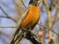 Photo of The American Robin, Wisconsin&#039;s State Bird