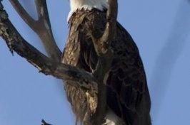 Bald Eagle Photos