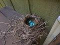Photo of a Robin&#039;s Nest with bright blue eggs.