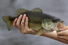 Largemouth Bass Photos