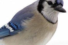Blue Jay Photos
