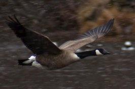 Canadian Geese Photos