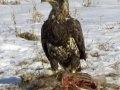 Picture of a Young Bald Eagle