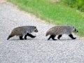 Picture of 2 Baby Wisconsin Badgers