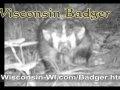 Badger Video