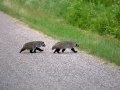 Badgers in WI