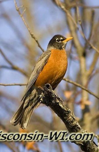 Photo of The American Robin, Wisconsin's State Bird