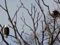 Bald Eagles Perched in a Tree.