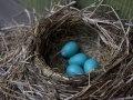 Picture of Robin Eggs in Wisconsin