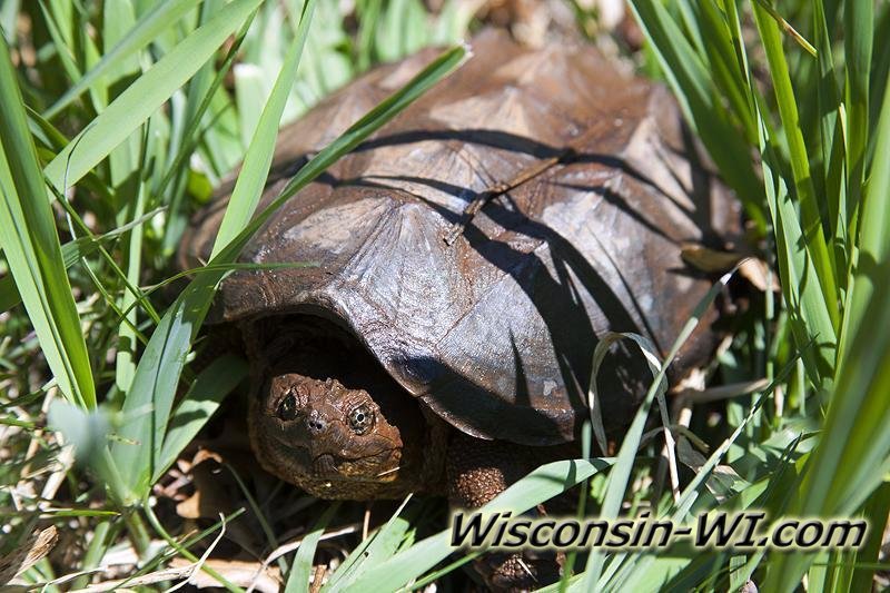 Wisconsin Snapping Turtle