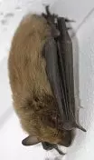 Brown Bat Photo